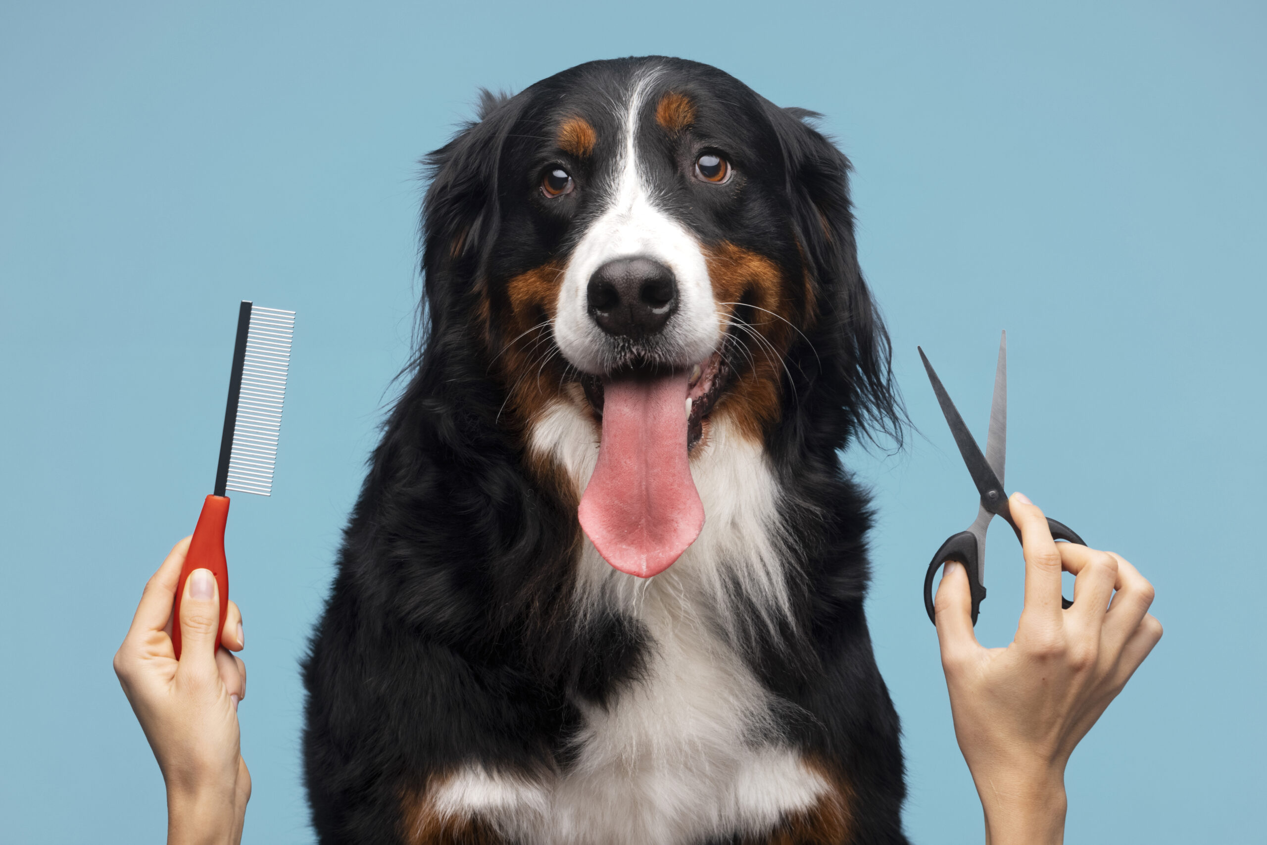 happy dog about to be groomed with dog grooming scissors