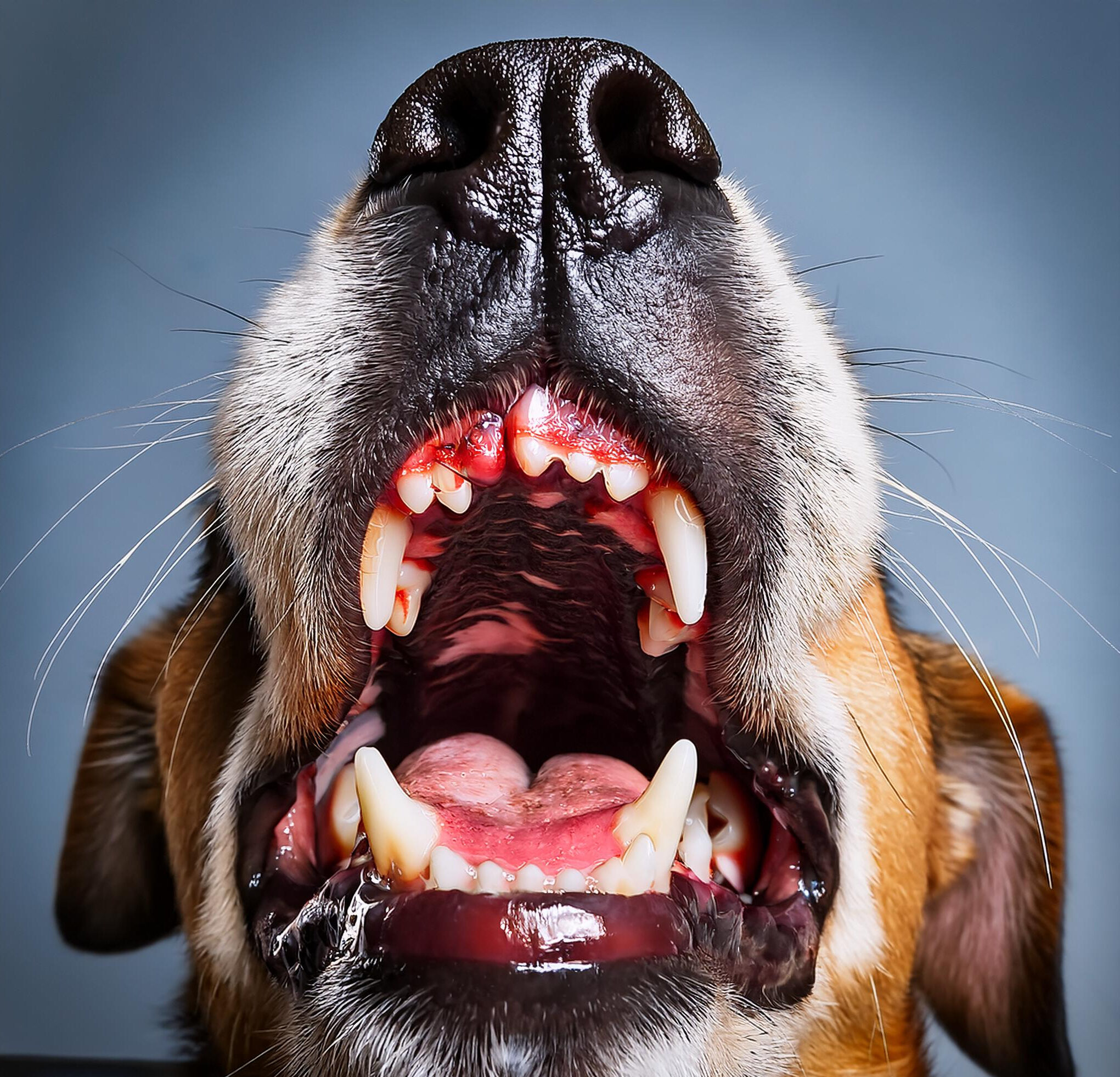 dogs mouth with red sore gums