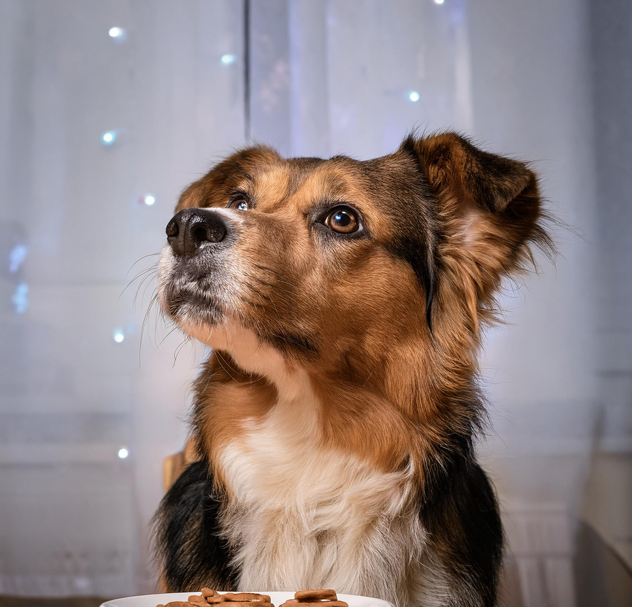 dog not wanting food